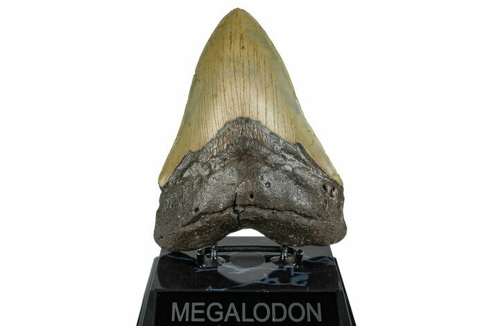 Fossil Megalodon Tooth - North Carolina #258741